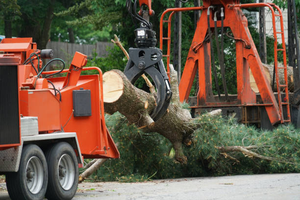 Professional Tree Care Services in Ramtown, NJ